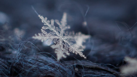 Review of the best macro lens for professional photography